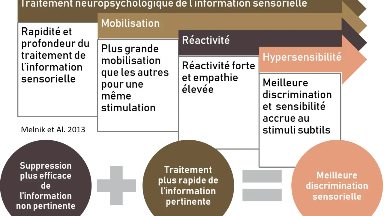 Schéma du traitement neuropsychologique de l'information sensorielle, incluant l'hypersensibilité. Un psychologue peut aider à gérer ces aspects.