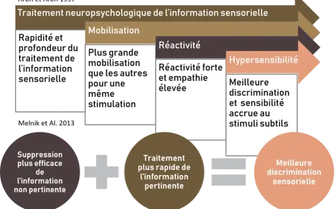 Schéma du traitement neuropsychologique de l'information sensorielle, incluant l'hypersensibilité. Un psychologue peut aider à gérer ces aspects.