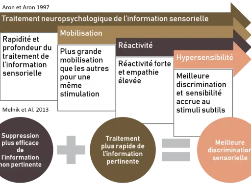 Schéma du traitement neuropsychologique de l'information sensorielle, incluant l'hypersensibilité. Un psychologue peut aider à gérer ces aspects.