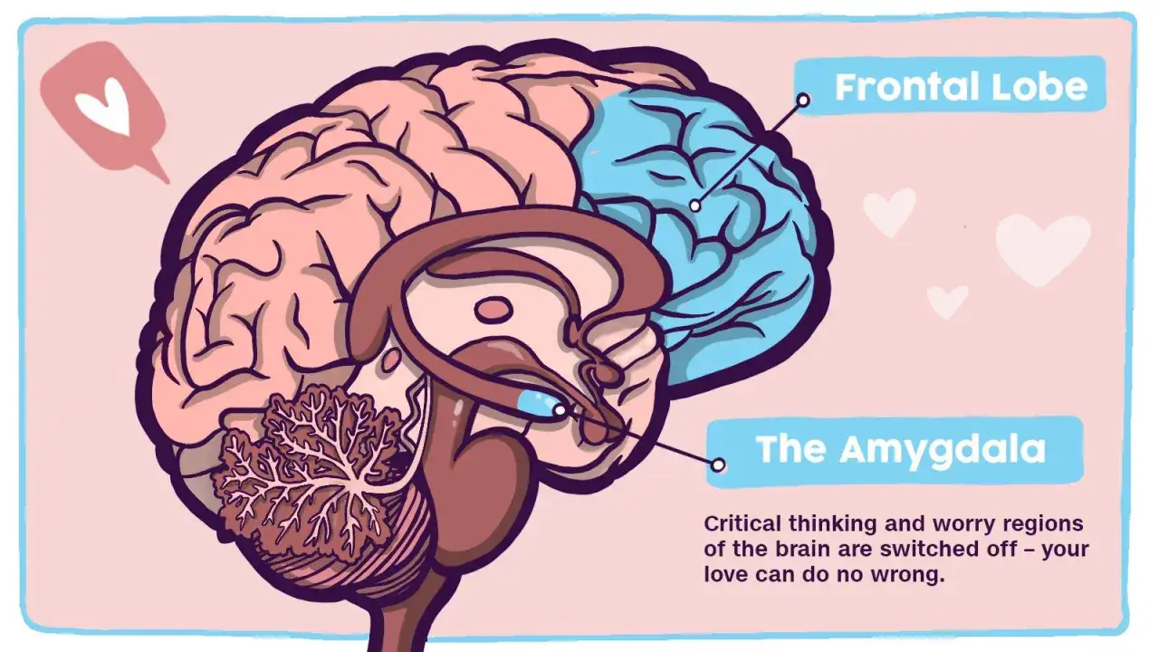 Coup de foudre sans conna&icirc;tre la personne : le lobe frontal et l'amygdale du cerveau sont d&eacute;sactiv&eacute;s, laissant place &agrave; l'amour.